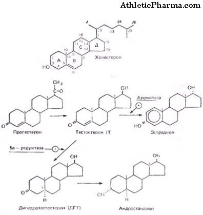 Андрогены и их близкие соединения