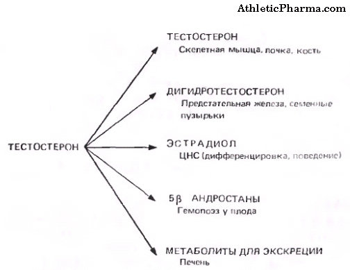 Суммарный биологический эффект тестостерона