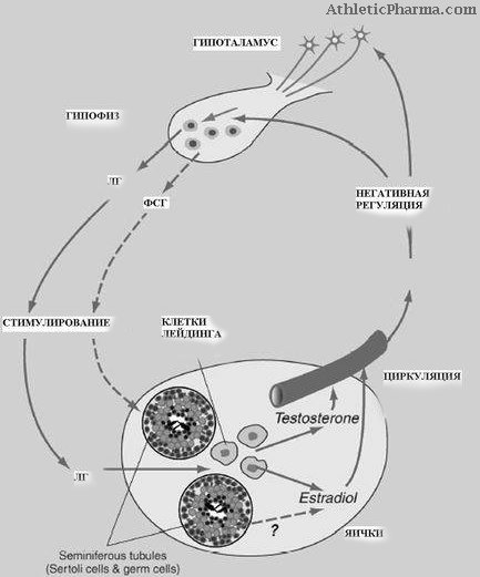 Активная модуляция Гипотоламо Гипофиз Тестикулярной Цепи