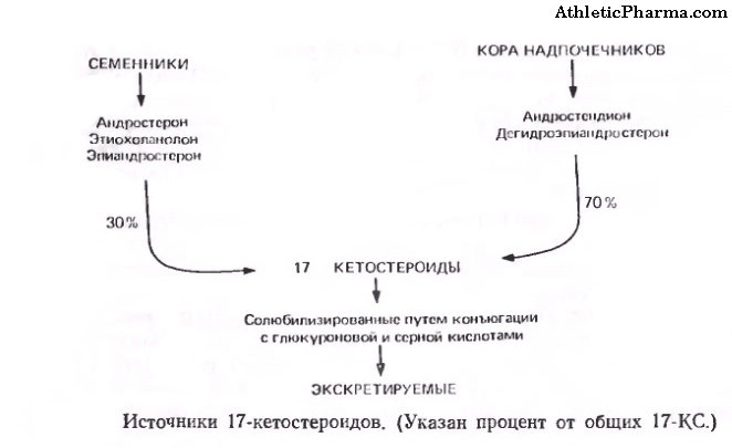 Источники 17-кетостероидов