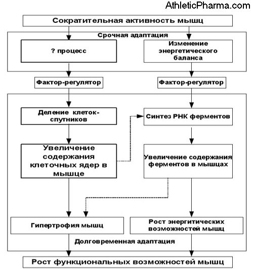 Влияние тренировок на мышечный рост