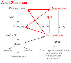 Ось гипоталамус-гипофиз-яички